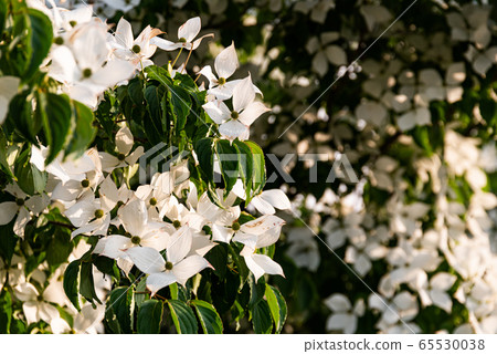 White flowers on a tree Kousa Dogwood Blossoms. 65530038