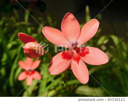 Princess cypress fan Himehiugi 65530121
