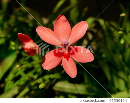 Princess cypress fan Himehiugi Princess cypress fan Himehiugi 65530124