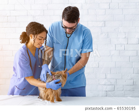 Animal doc with young assistant examining Yorkshire terrier at clinic, copy space Animal doc with young assistant examining Yorkshire terrier at clinic, copy space 65530195