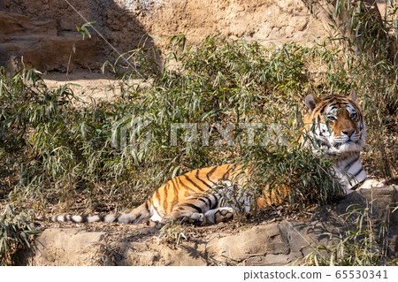 多摩動物公園阿穆爾虎 多摩動物公園阿穆爾虎 65530341