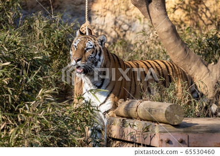 多摩動物公園阿穆爾虎 65530460