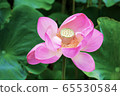 Pink Sacred Lotus  blossom and leaves in lake 65530584