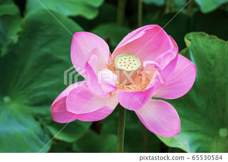 Pink Sacred Lotus  blossom and leaves in lake 65530584