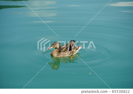 Female Duck floating on the lake in the spring of 2020. 65530822