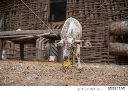 Goat in Masai village Eating Banana Peel at Natron Lake in Tanzaina, Africa 65530895