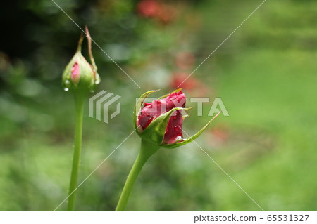 紅玫瑰花蕾 65531327