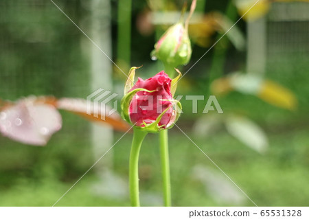 紅玫瑰花蕾 65531328