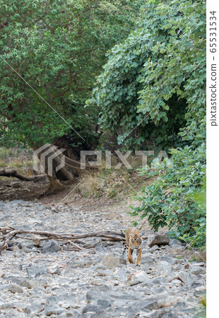 tiger walking head on dry river bed at ranthambore national park or tiger reserve, rajasthan, india - panthera tigris tiger walking head on dry river bed at ranthambore national park or tiger reserve, rajasthan, india - panthera tigris 65531534