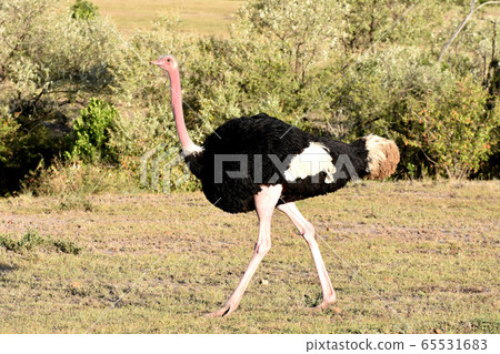 鴕鳥（肯尼亞馬賽馬拉國家野生動物保護區） 65531683