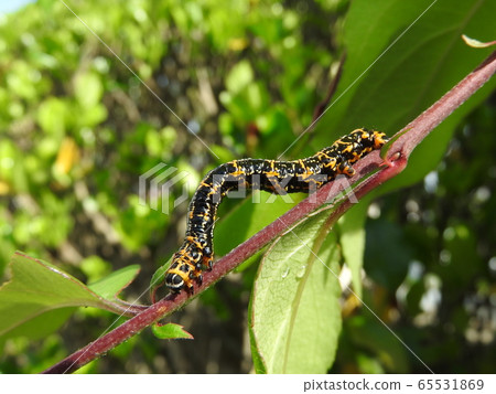 Larvae of "Umeedashaku" on the branch of Hanakaido 65531869