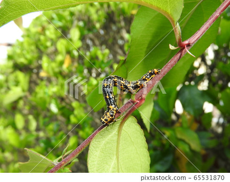 Larvae of "Umeedashaku" on the branch of Hanakaido 65531870