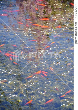 Koyasan Furukawa Benzai Tenzennoike Koyacho, Ito-gun, Wakayama Prefecture Koyasan Furukawa Benzai Tenzennoike Koyacho, Ito-gun, Wakayama Prefecture 65532208