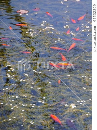 和歌山縣伊東郡高野山古川本齋天前池家町 照片素材 圖片 圖庫