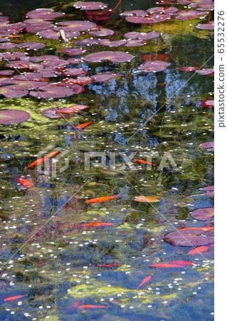 Koyasan Furukawa Benzai Tenzennoike Koyacho, Ito-gun, Wakayama Prefecture 65532276