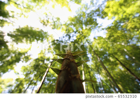 Bamboo grove Bamboo grove 65532310
