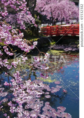 Mt Koya Cherry Blossoms And Pond Of Furukawa Stock Photo