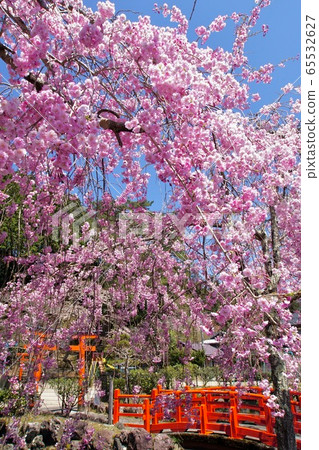 Mt Koya Cherry Blossoms In Full Bloom At Stock Photo