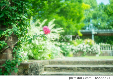 rose	 65533574