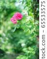 rose	 65533575