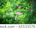 rose	 65533576