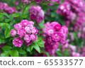 rose	 65533577