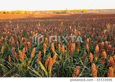 Sorghum Kiba Field, Kansas, USA 65533696