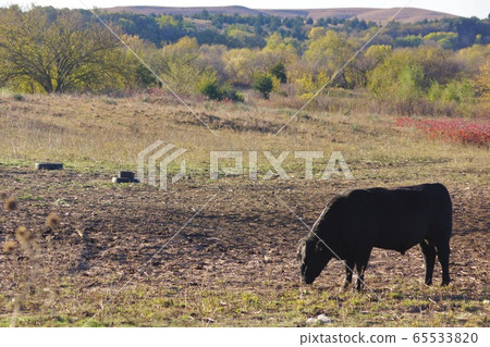 Ranch in Kansas, USA Ranch in Kansas, USA 65533820