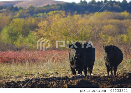 Ranch in Kansas, USA 65533821