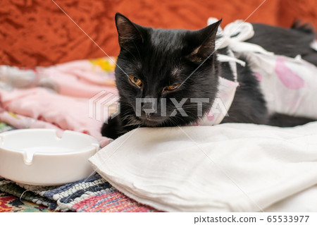 black sick cat lies at the saucer, dressed in a bandage, a blanket 65533977