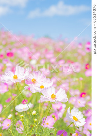 盛開的波斯菊領域 65534076