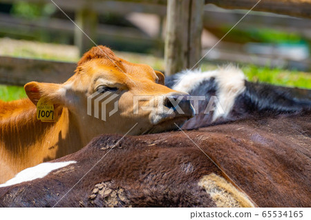 Dairy cow Aichi Ranch [Aichi Prefecture] 65534165