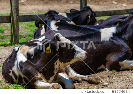 Dairy cow Aichi Ranch [Aichi Prefecture] 65534684