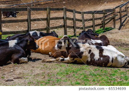 Dairy cow Aichi Ranch [Aichi Prefecture] 65534699