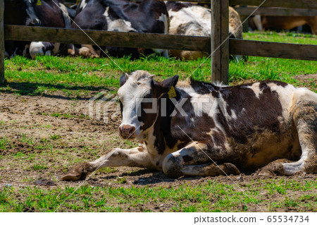 Dairy cow Aichi Ranch [Aichi Prefecture] 65534734