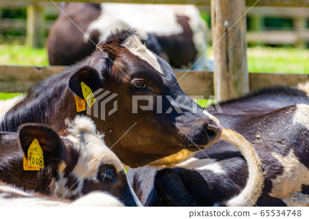 Dairy cow Aichi Ranch [Aichi Prefecture] 65534748