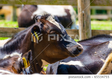 Dairy cow Aichi Ranch [Aichi Prefecture] 65534755
