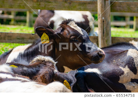 Dairy cow Aichi Ranch [Aichi Prefecture] 65534758