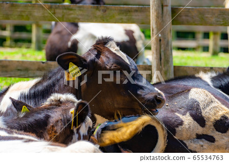 Dairy cow Aichi Ranch [Aichi Prefecture] 65534763