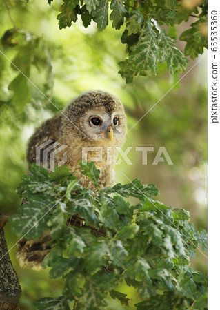 Nestling of tawny owl - Strix aluco sit on the 65535360