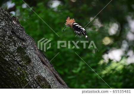 Hoopoe Indian Chief Bird 65535481