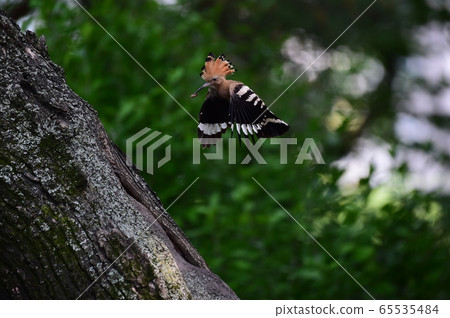 Hoopoe Indian Chief Bird Hoopoe Indian Chief Bird 65535484