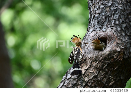 Hoopoe Indian Chief Bird 65535489