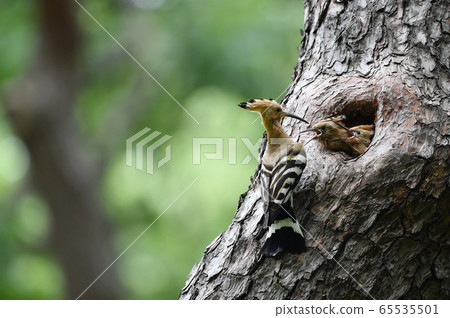 Hoopoe Indian Chief Bird 65535501