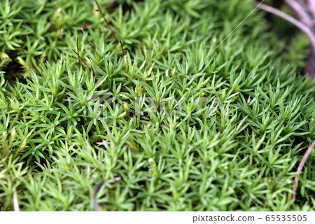 檜葉金發蘚 65535505