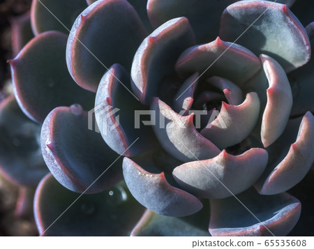 Succulent plant close up fresh leaves detail of Succulent plant close up fresh leaves detail of 65535608