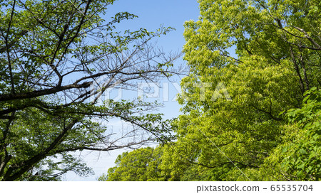 Otaka greenery nature Otaka greenery nature 65535704