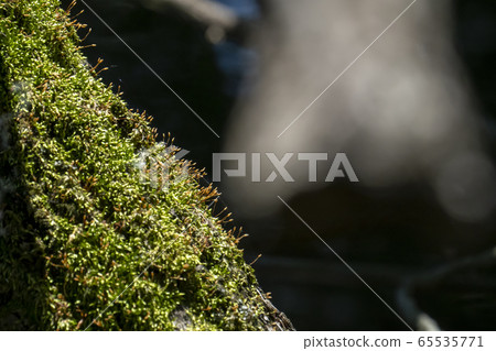 Moss grew on the tree trunk 65535771