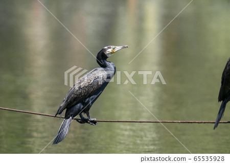 Cormorant 65535928
