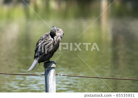 河cor修飾 65535931